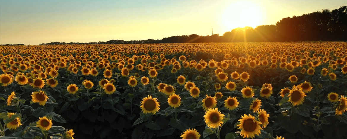 Image vidéo champ tournesol