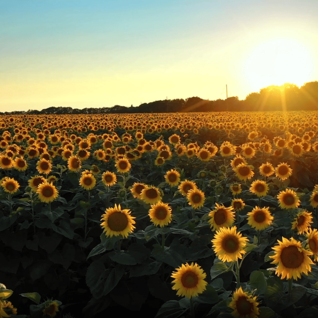 Image vidéo champ tournesol