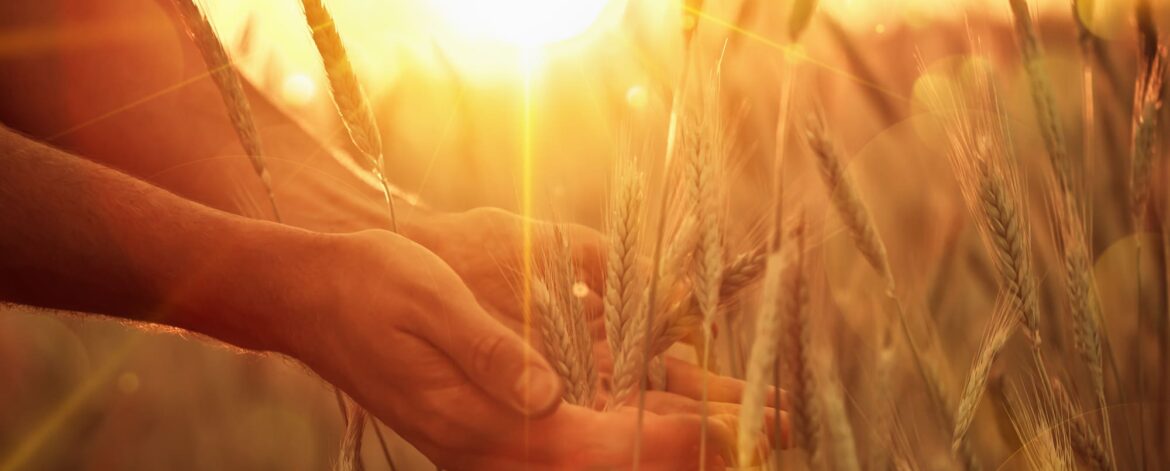 fond avec mains et blé fond avec mains et blé