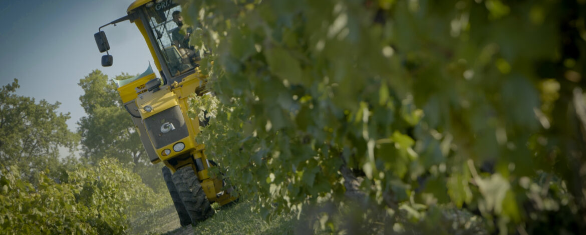 vendanges - Franck NIEDZIELSKI