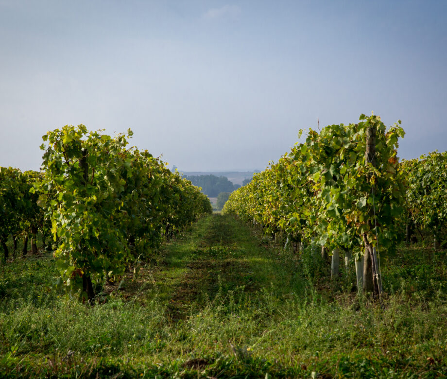30 septembre 2014-charentesalliance-vendanges-002
