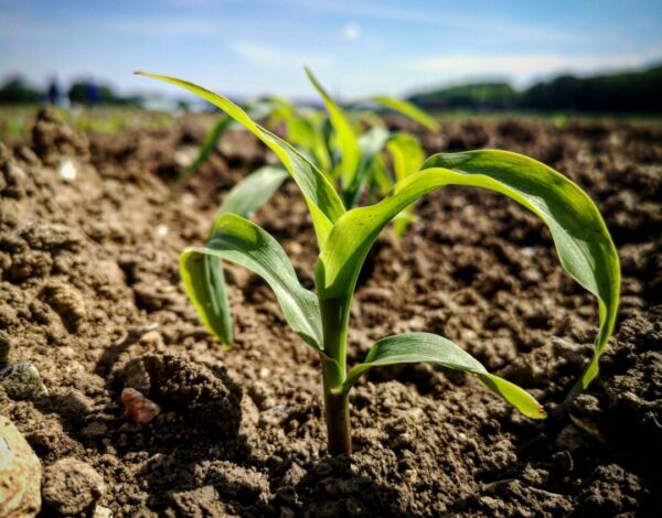 e155bb2dd50c42ebab9e448366f7039d