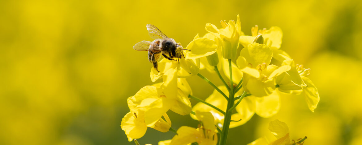 Floraison du colza, un régal pour les abeilles - La Brousse - Charente Maritime - 17 - Geoffroy GILOT