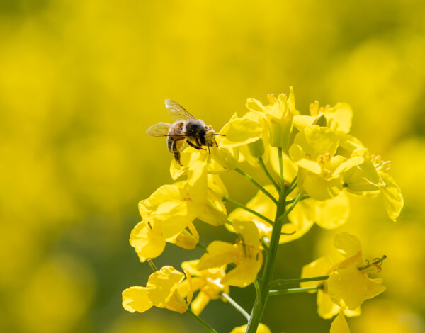 Floraison du colza, un régal pour les abeilles - La Brousse - Charente Maritime - 17 - Geoffroy GILOT