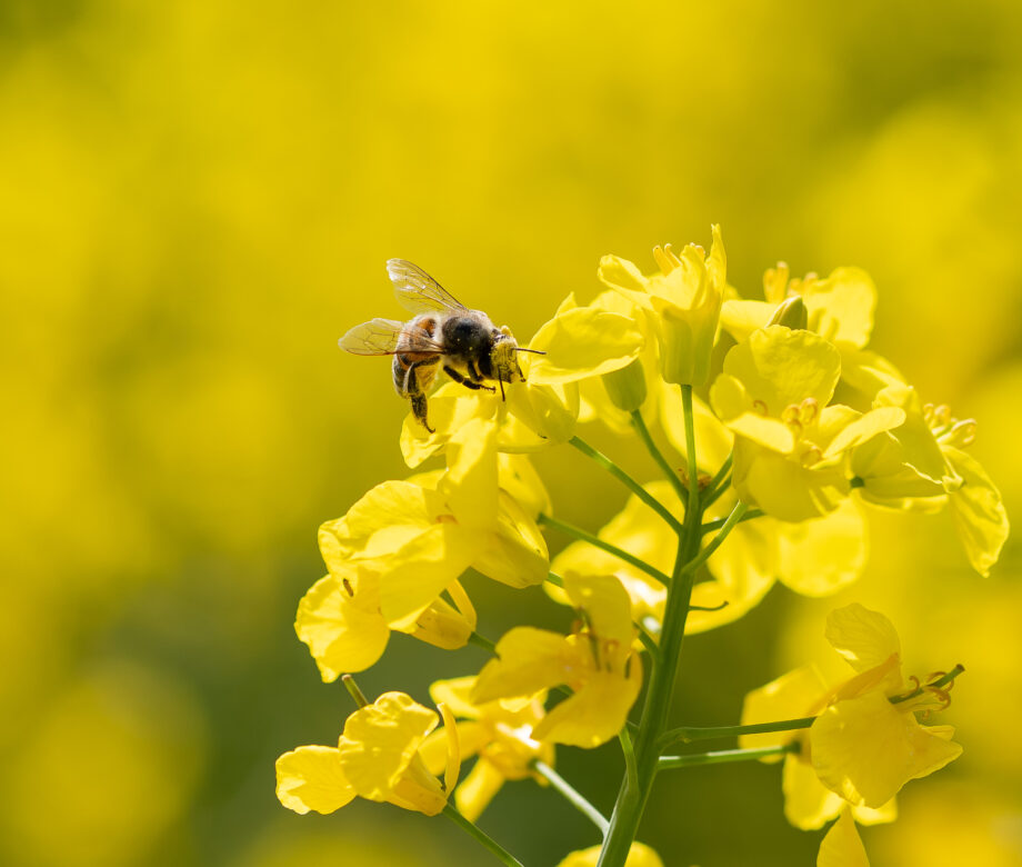Floraison du colza, un régal pour les abeilles - La Brousse - Charente Maritime - 17 - Geoffroy GILOT Floraison du colza, un régal pour les abeilles - La Brousse - Charente Maritime - 17 - Geoffroy GILOT