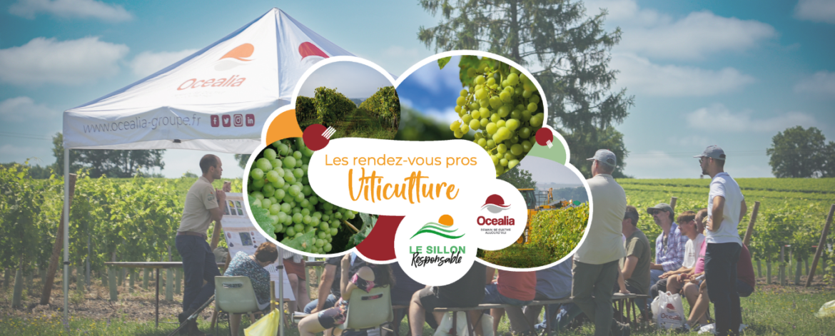 Retour sur les plateformes vignes - Illu site internet Retour sur les plateformes vignes - Illu site internet