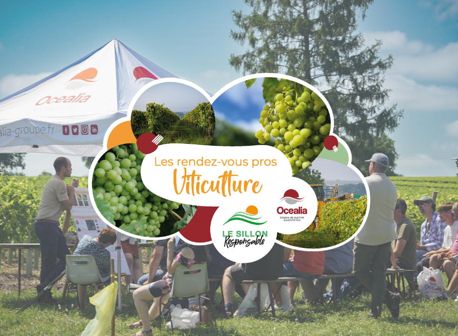 Retour sur les plateformes vignes - Illu site internet Retour sur les plateformes vignes - Illu site internet